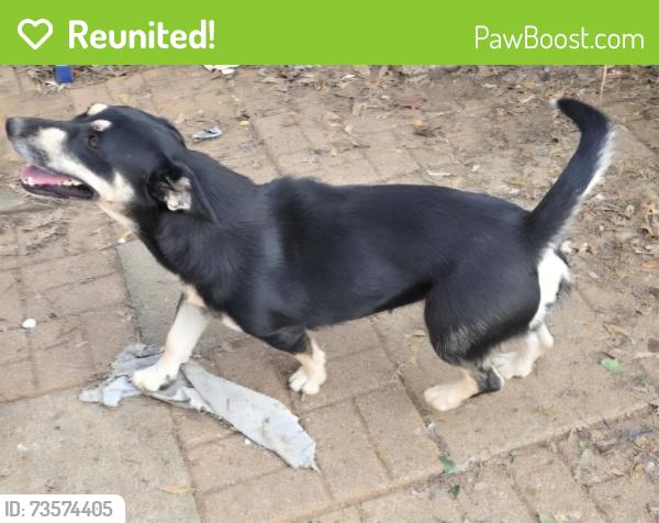 Reunited Female Dog last seen Signet and yorkshire, Euless, TX 76040