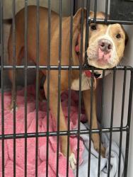 Shelter Stray Female Dog last seen CONFINED ON NEBRASKA, 2600 NE Perry Ave, Peoria, IL 61603, USA