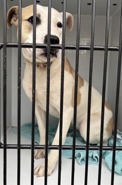 Shelter Stray Female Dog last seen CONFINED ON NEBRASKA, 2600 NE Perry Ave, Peoria, IL 61603, USA