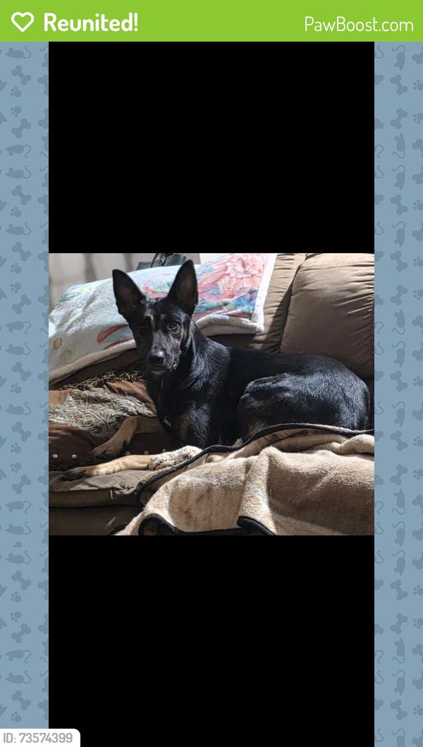 Reunited Female Dog last seen Signet and yorkshire, Euless, TX 76040