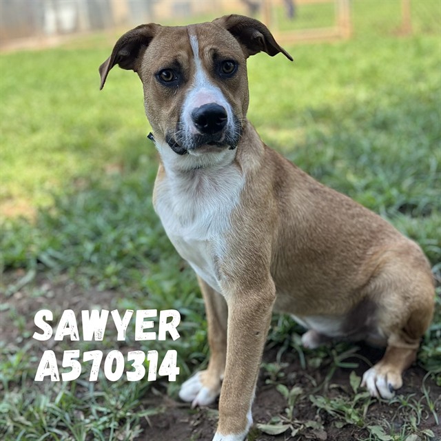 Shelter Stray Male Dog last seen HOOD RD, 4950 SW Triana Blvd, Huntsville, AL 35805, USA