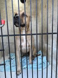 Shelter Stray Male Dog last seen Near BLOCK OF SPARKMAN/US-72, 4950 SW Triana Blvd, Huntsville, AL 35805, USA