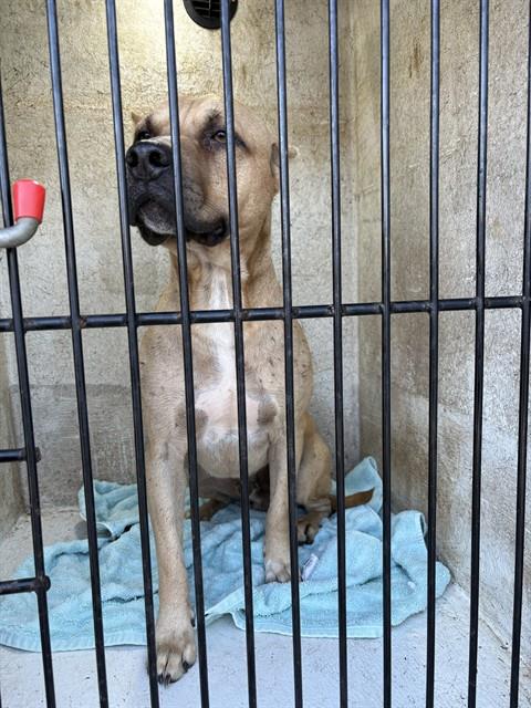 Shelter Stray Male Dog last seen Near BLOCK OF SPARKMAN/US-72, 4950 SW Triana Blvd, Huntsville, AL 35805, USA