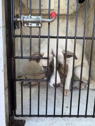 Shelter Stray Female Dog last seen Near BLOCK OF SPARKMAN/US-72, 4950 SW Triana Blvd, Huntsville, AL 35805, USA