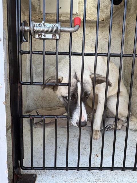 Shelter Stray Female Dog last seen Near BLOCK OF SPARKMAN/US-72, 4950 SW Triana Blvd, Huntsville, AL 35805, USA