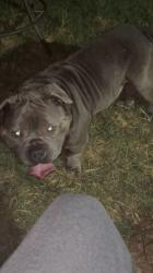 Lost Male Dog last seen Northlake elementary, Garland, TX 75040