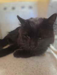 Shelter Stray Male Cat last seen Near BLOCK S CLAY STREET, 3528 Newburg Rd, Louisville, KY 40218, USA