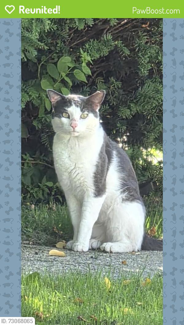 Reunited Unknown Cat last seen Ecorse rd, Taylor, MI 48180
