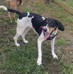 Reunited Female Dog last seen Dawson Creek neighborhood off Hwy 372, Ball Ground, GA 30107