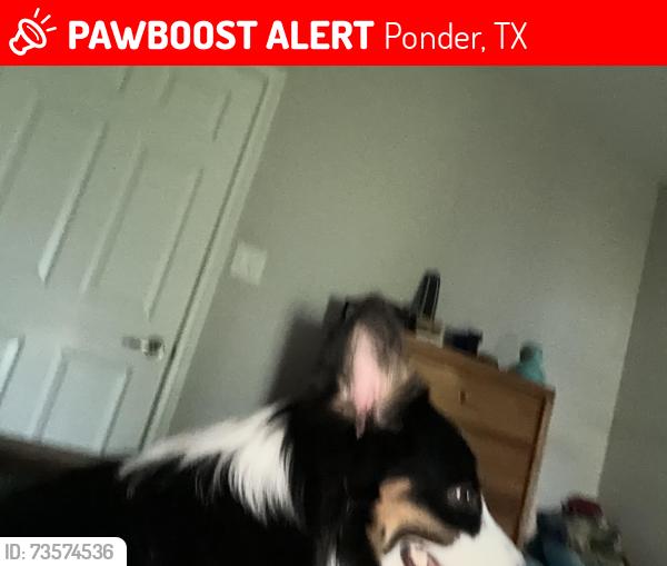 Lost Male Dog last seen Petes Ln, Ponder, TX 76259
