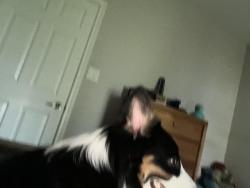 Lost Male Dog last seen Petes Ln, Ponder, TX 76259