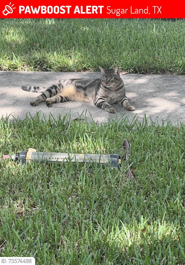 Lost Male Cat last seen Frontier dr, Sugar Land, TX 77479