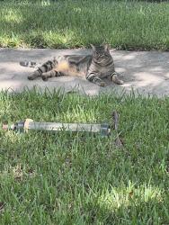 Lost Male Cat last seen Frontier dr, Sugar Land, TX 77479
