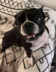Reunited Female Dog last seen S Clara Ave and W Howry Ave, DeLand, FL 32720