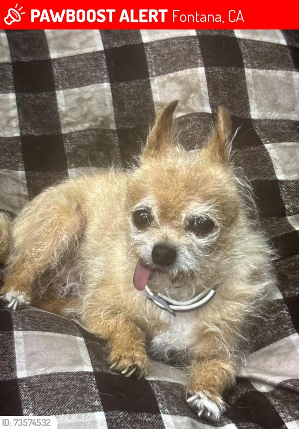 Lost Male Dog last seen Cottonwood, Fontana, CA 92335