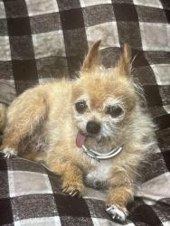 Lost Male Dog last seen Cottonwood, Fontana, CA 92335