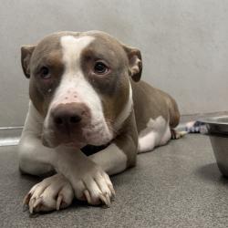 Shelter Stray Female Dog last seen Near NE 22nd Street, DES MOINES, IA, 50313, Des Moines, IA 50313
