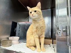 Shelter Stray Male Cat last seen Apt 22k,10 Richman Plaza, BRONX, NY, 10453, 326 E 110th St, New York, NY 10029, USA