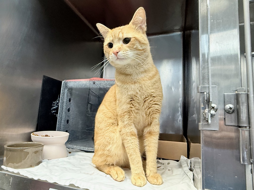 Shelter Stray Male Cat last seen Apt 22k,10 Richman Plaza, BRONX, NY, 10453, 326 E 110th St, New York, NY 10029, USA