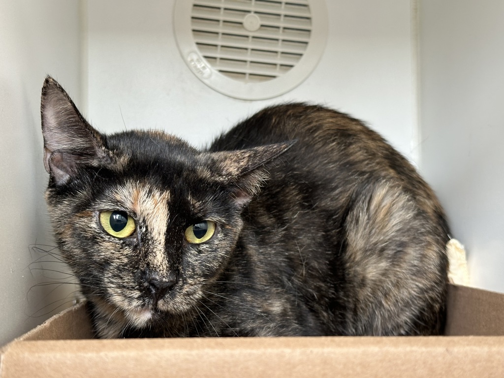 Shelter Stray Female Cat last seen STATEN ISLAND, NY, 10304, 3139 Veterans Rd W, Staten Island, NY 10309, USA