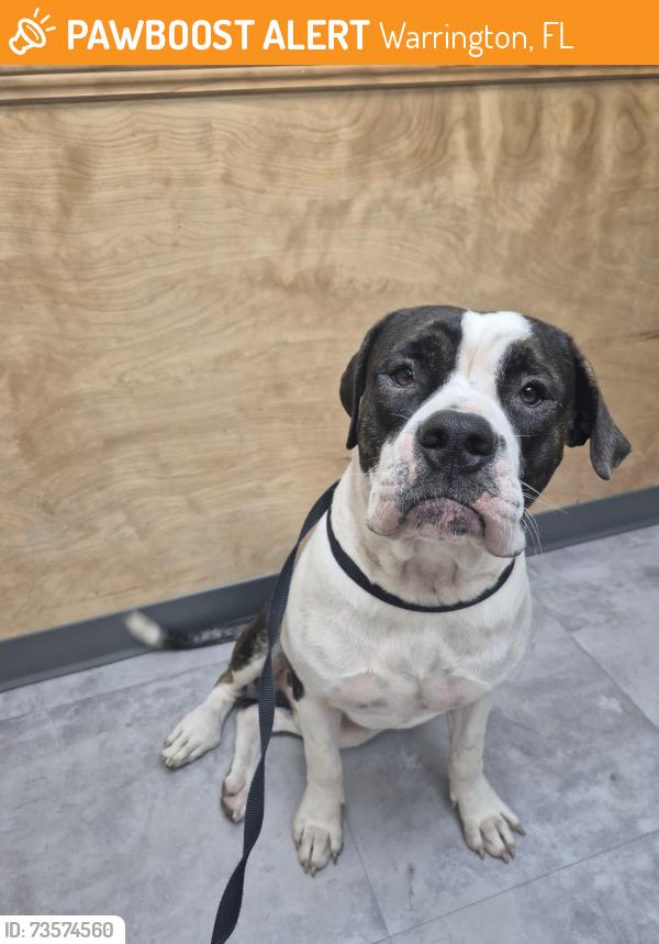Found/Stray Male Dog last seen Leyte street, Warrington, FL 32507