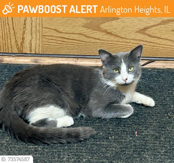 Found/Stray Male Cat last seen Old Buffalo grove road and dundee road, Arlington Heights, IL 60004
