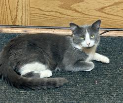 Found/Stray Male Cat last seen Old Buffalo grove road and dundee road, Arlington Heights, IL 60004