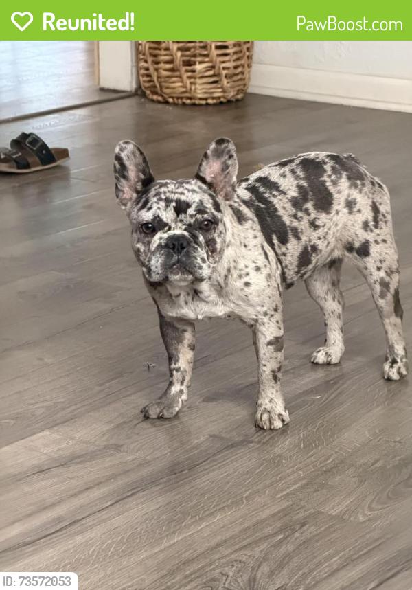 Reunited Female Dog last seen O St and E Princeton Ave, Dinuba, CA 93618