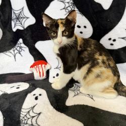 Shelter Stray Female Cat last seen , 8020 Washington St, Port Richey, FL 34668, USA