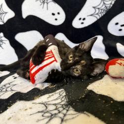 Shelter Stray Female Cat last seen , 8020 Washington St, Port Richey, FL 34668, USA