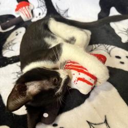 Shelter Stray Male Cat last seen , 8020 Washington St, Port Richey, FL 34668, USA