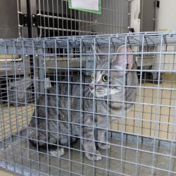 Shelter Stray Female Cat last seen , 244 Georgetown Rd, Jacksonville, NC 28540, USA