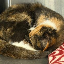 Shelter Stray Female Cat last seen , 244 Georgetown Rd, Jacksonville, NC 28540, USA