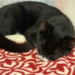 Shelter Stray Female Cat last seen , 244 Georgetown Rd, Jacksonville, NC 28540, USA