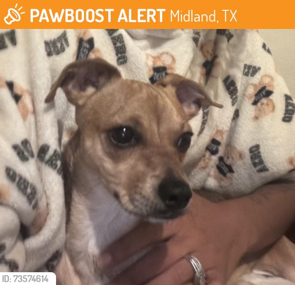 Found/Stray Male Dog last seen North Big Spring Street, Midland, TX 79705