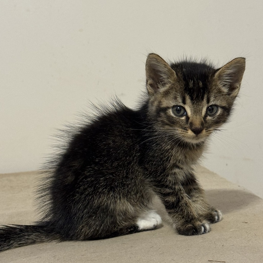 Shelter Stray Male Cat last seen , 752 Lovejoy Rd NW, Fort Walton Beach, FL 32548, USA