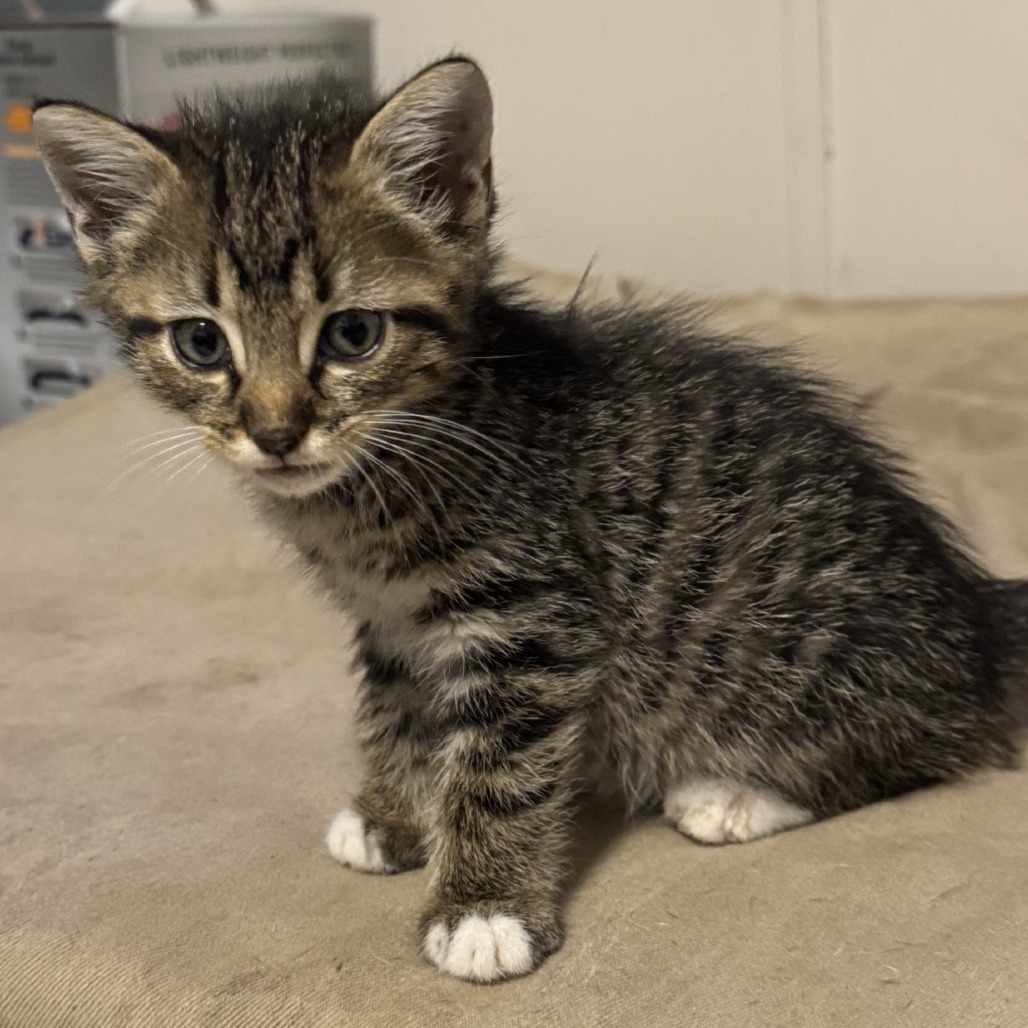 Shelter Stray Male Cat last seen , 752 Lovejoy Rd NW, Fort Walton Beach, FL 32548, USA