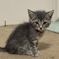 Shelter Stray Female Cat last seen , 752 Lovejoy Rd NW, Fort Walton Beach, FL 32548, USA