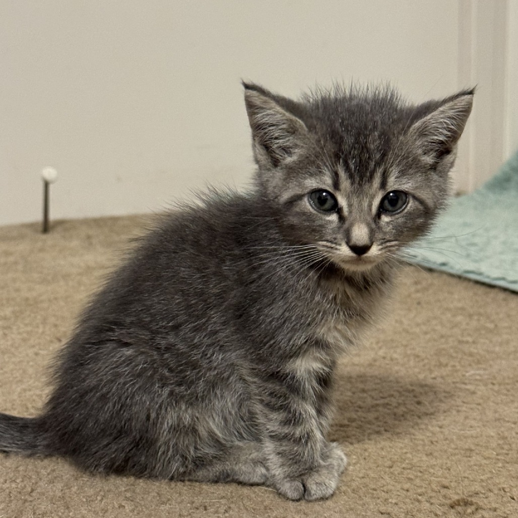 Shelter Stray Female Cat last seen , 752 Lovejoy Rd NW, Fort Walton Beach, FL 32548, USA