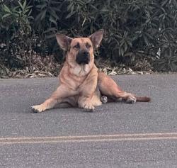 Found/Stray Female Dog last seen bird/11th, Tracy, CA 95304