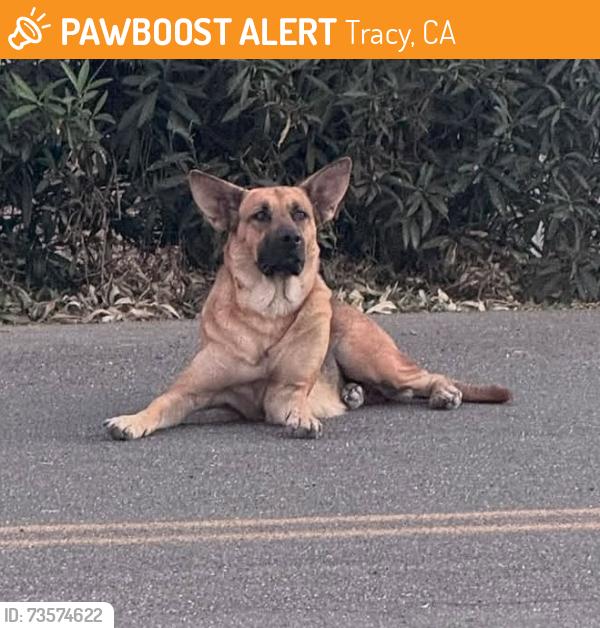 Found/Stray Female Dog last seen bird/11th, Tracy, CA 95304