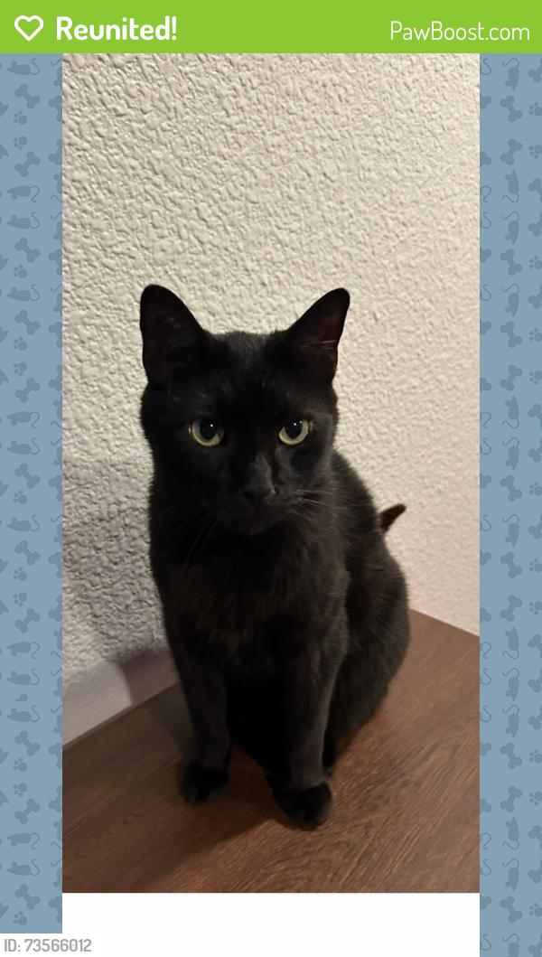 Reunited Male Cat last seen McDaris Circle, Cleveland, TN 37323