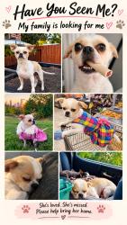 Lost Female Dog last seen Near rainy River dr, Houston, TX 77088
