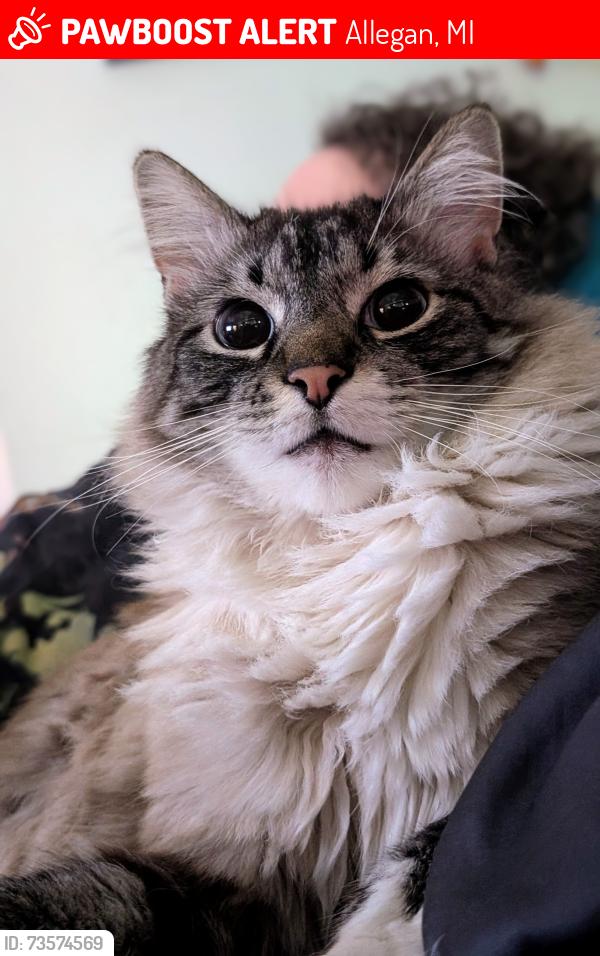 Lost Male Cat last seen Secretary of State, Vitale's, Allegan, MI 49010
