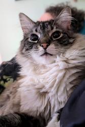 Lost Male Cat last seen Secretary of State, Vitale's, Allegan, MI 49010