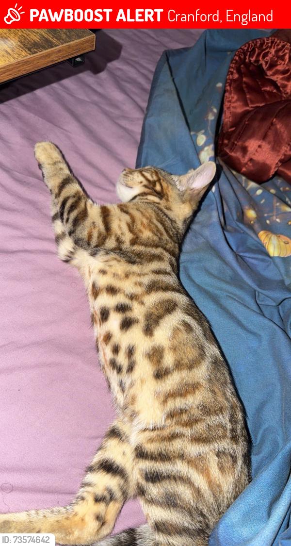 Lost Female Cat last seen Cranford, Cranford, England 