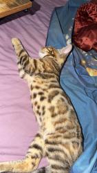 Lost Female Cat last seen Cranford, Cranford, England 