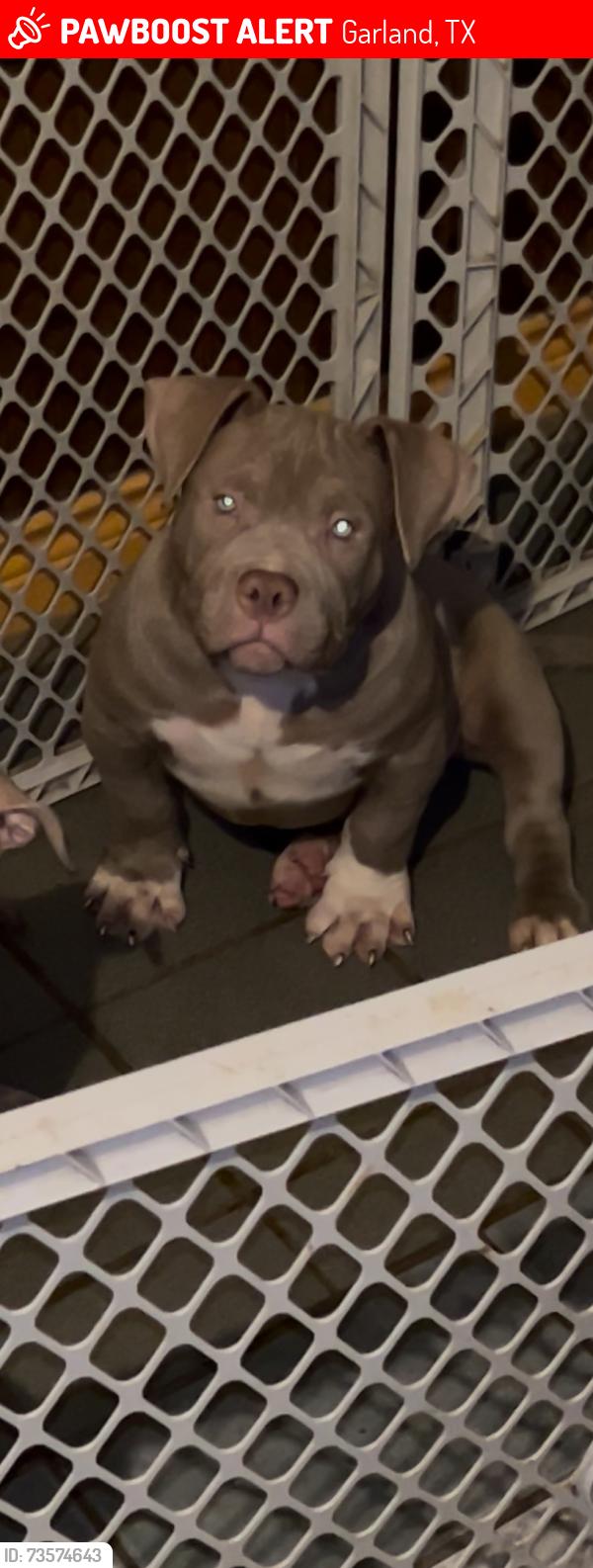 Lost Male Dog last seen Northlake elementary, Garland, TX 75040