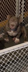 Lost Male Dog last seen Northlake elementary, Garland, TX 75040