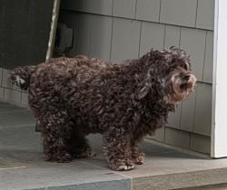 Reunited Female Dog last seen Owl’s Roost neighborhood, Greensboro, NC 27410